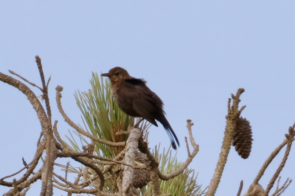 Eurasian Blackbird - ML639142201