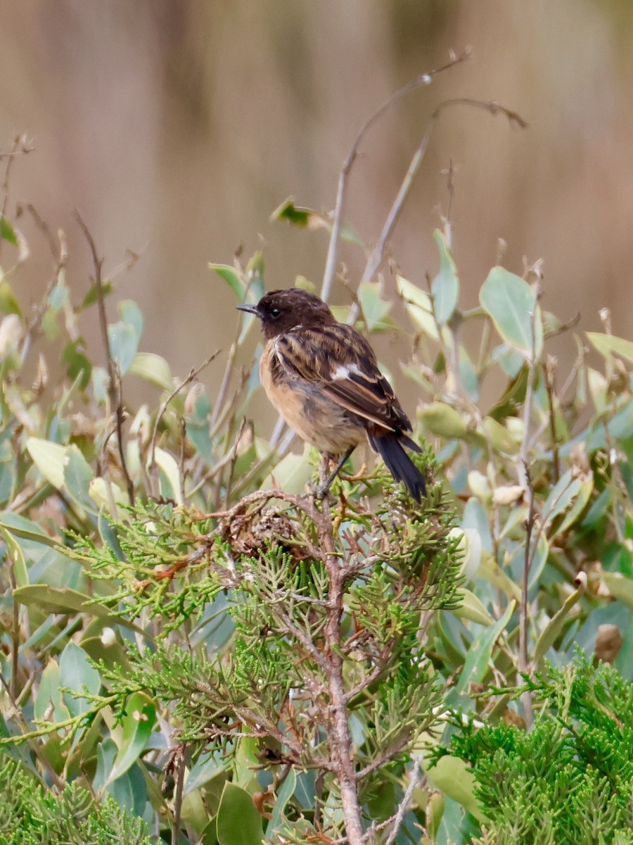 European Stonechat - ML639142204