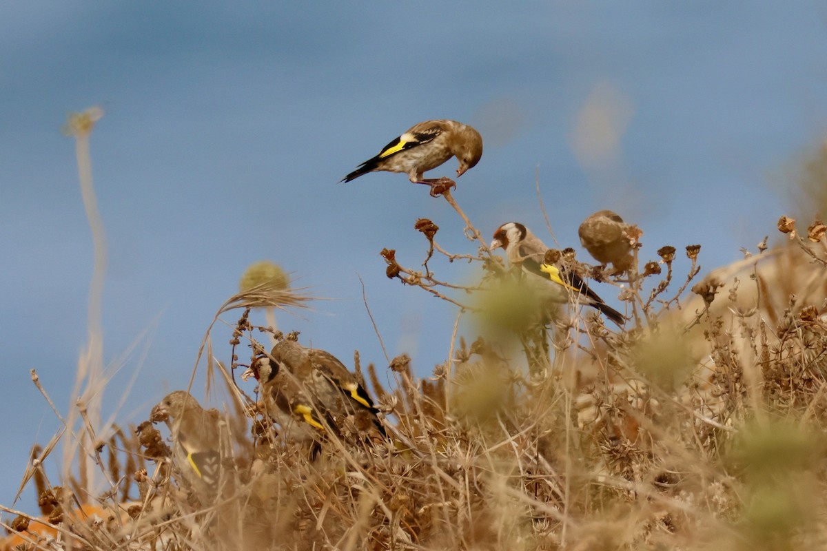 European Goldfinch - ML639142207