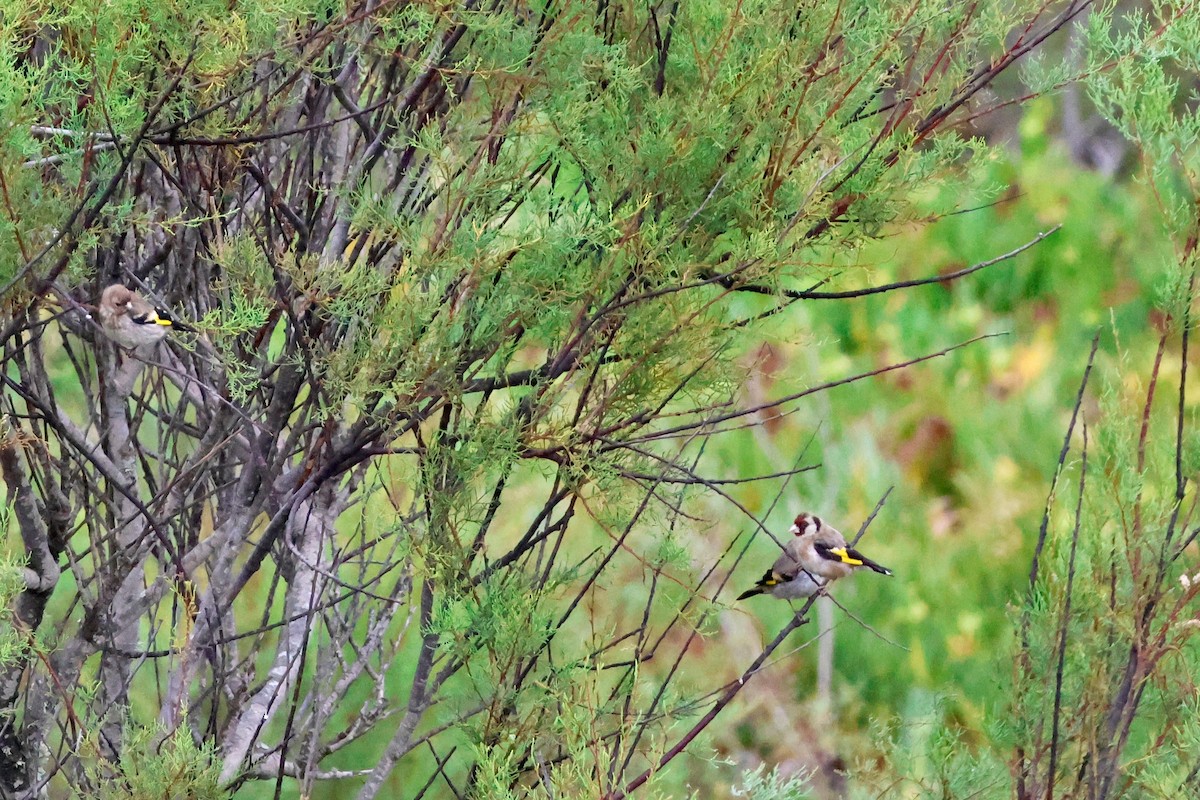 European Goldfinch - ML639142208