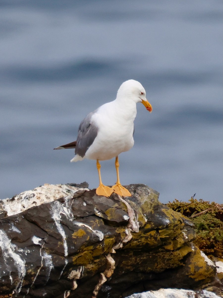 Yellow-legged Gull - ML639142214