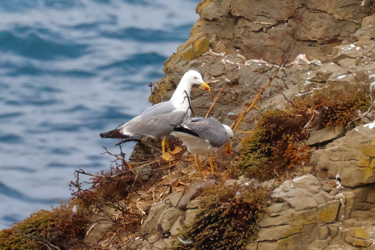 Yellow-legged Gull - ML639142215