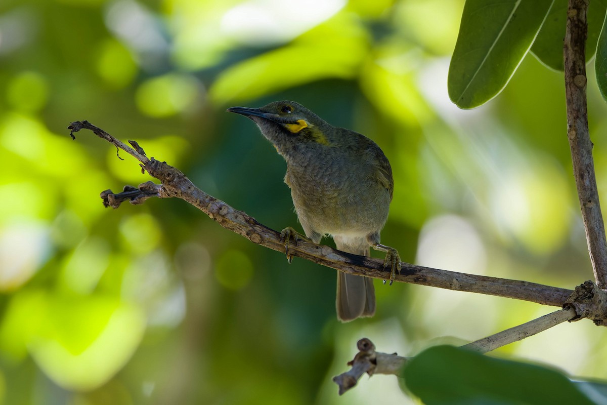 Northern Wattled-Honeyeater - ML639142218