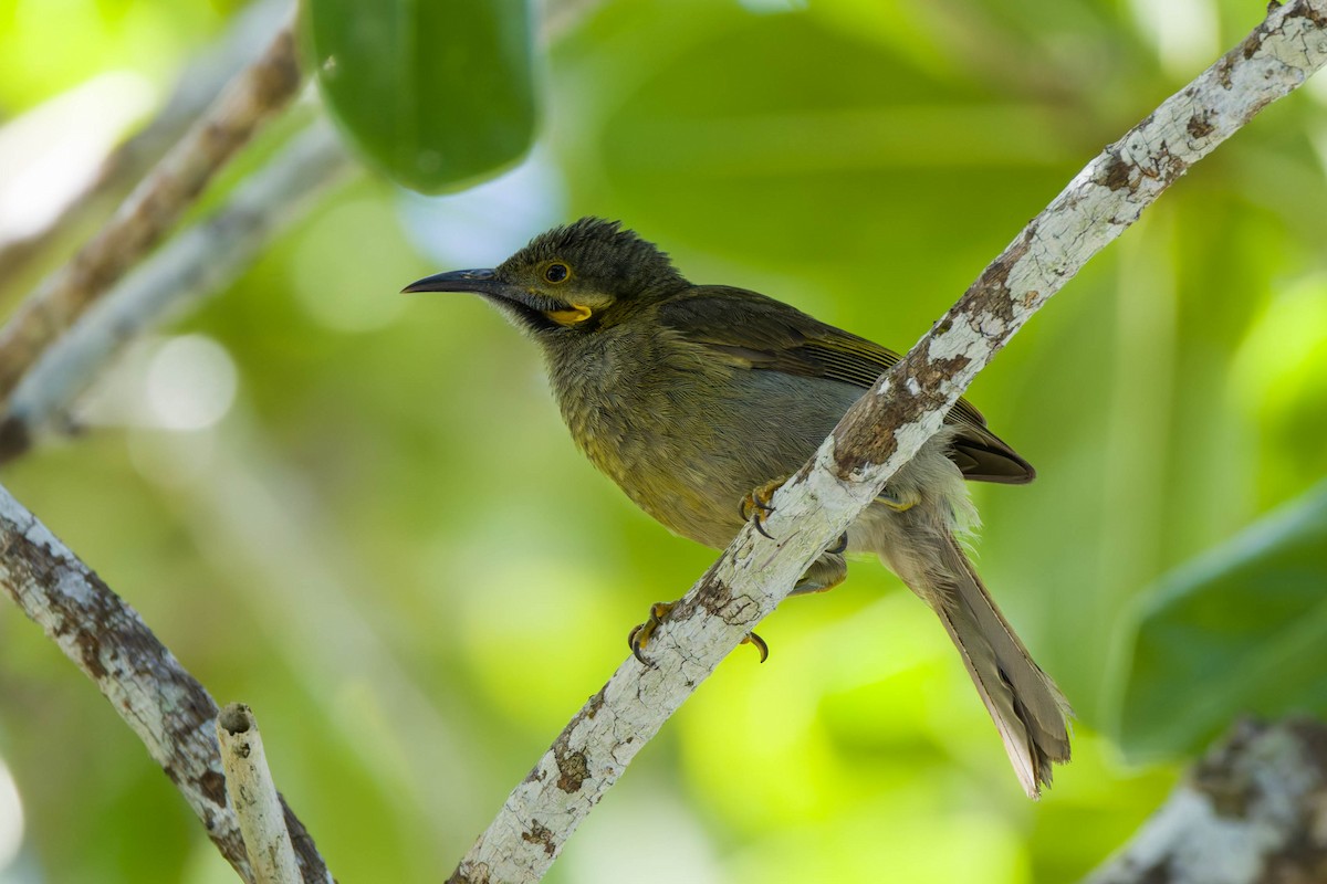 Northern Wattled-Honeyeater - ML639142219