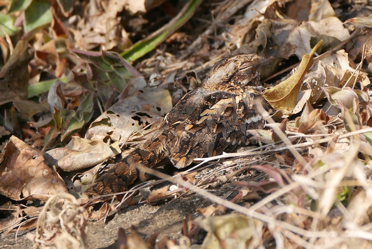 Fiery-necked Nightjar (Black-shouldered) - ML639142233