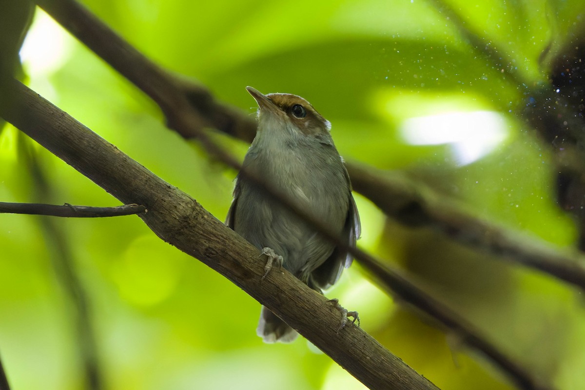 Fiji Bush Warbler - ML639142254
