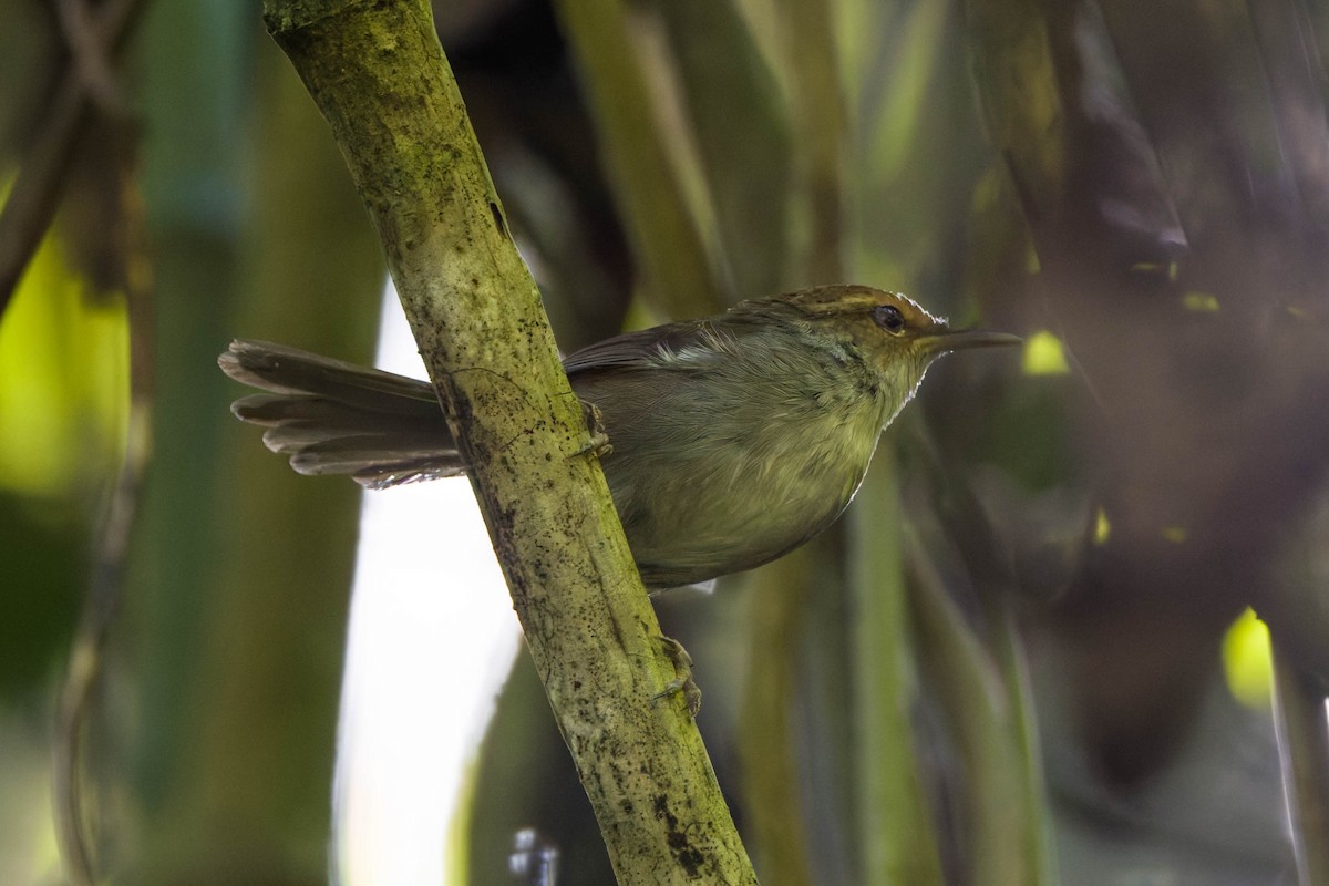 Fiji Bush Warbler - ML639142255