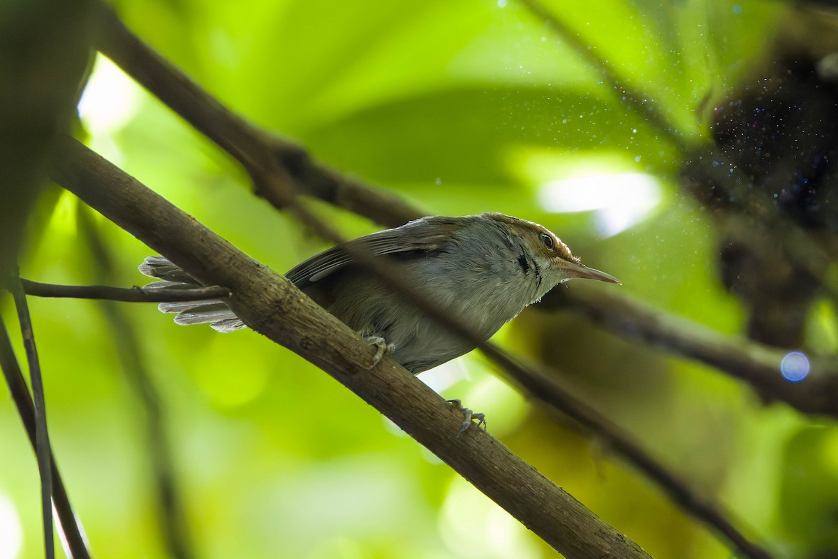 Fiji Bush Warbler - ML639142256