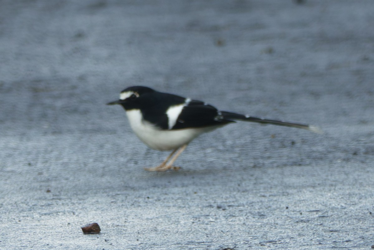 Black-backed Forktail - ML639142291