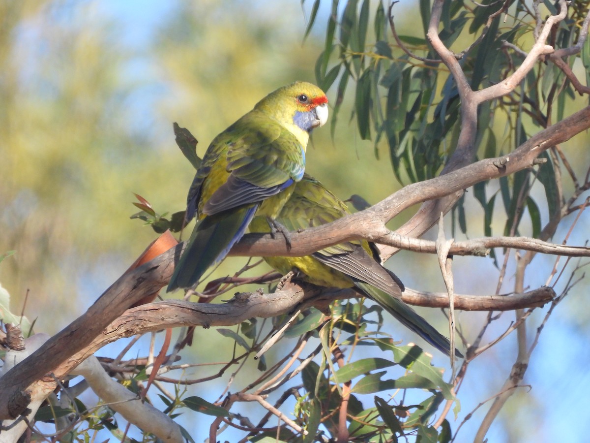 Green Rosella - ML639142362