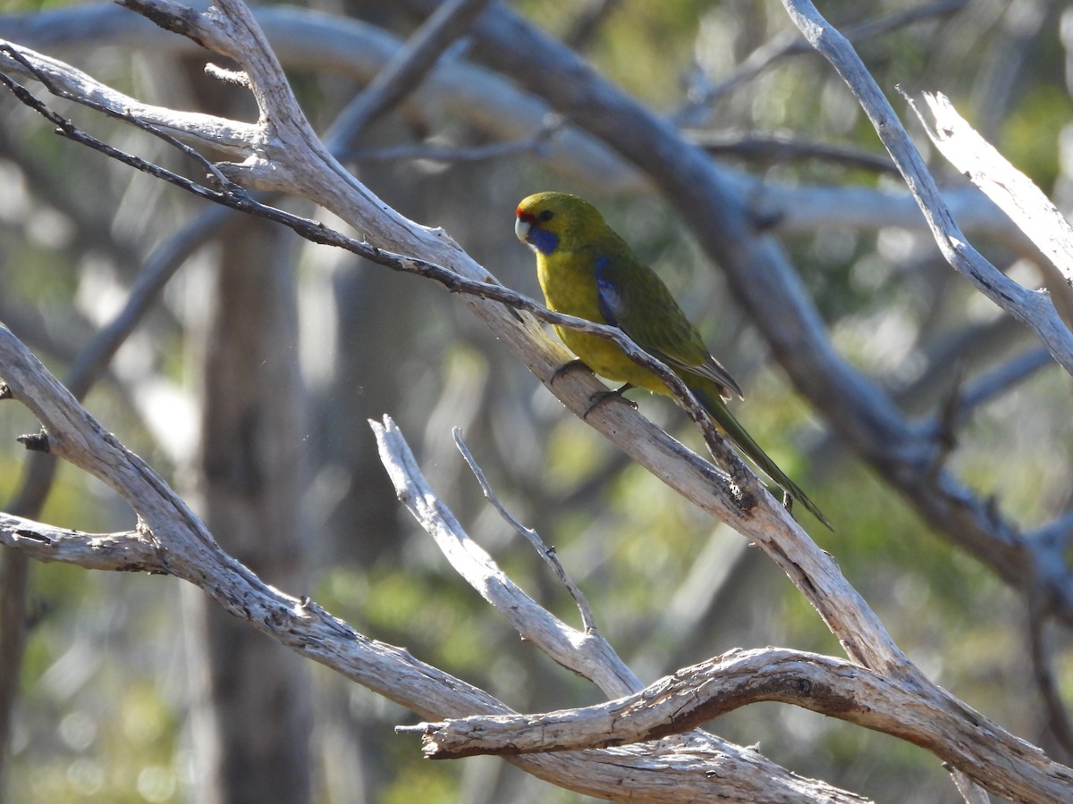 Green Rosella - ML639142363