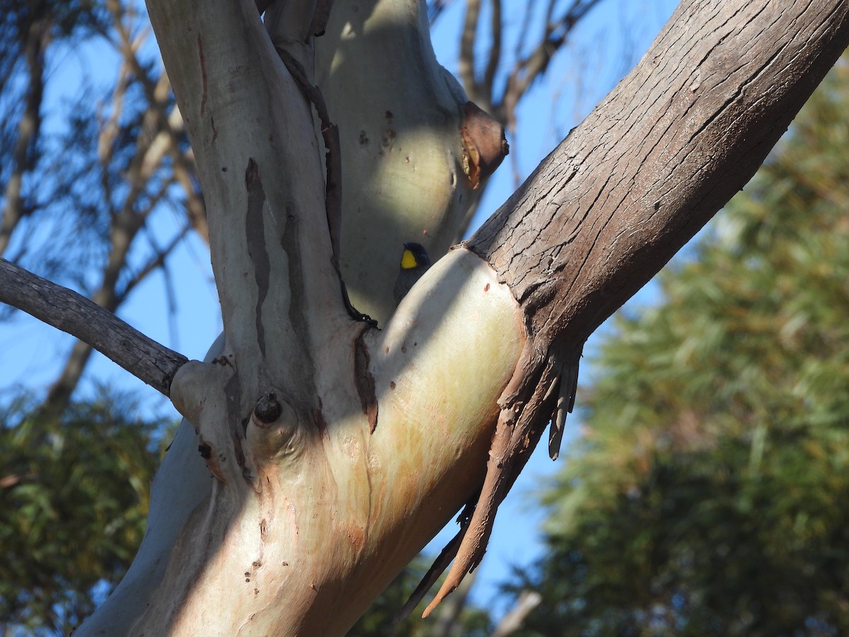 Yellow-throated Honeyeater - ML639142368