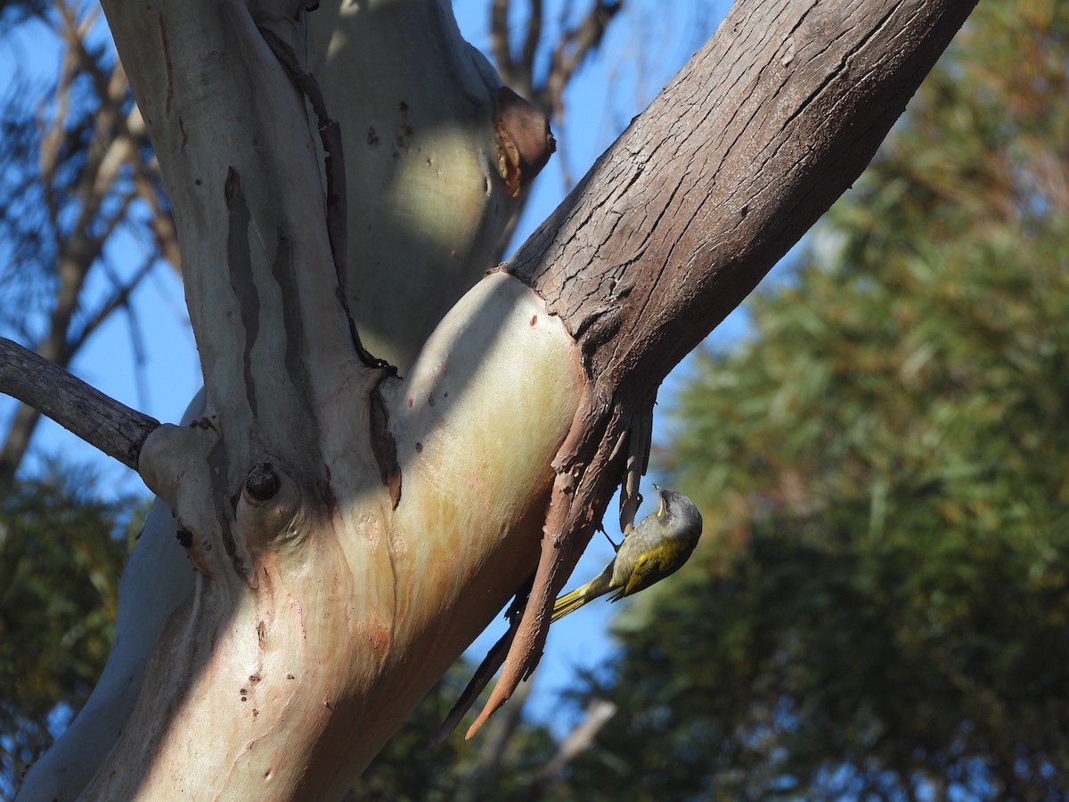 Yellow-throated Honeyeater - ML639142369