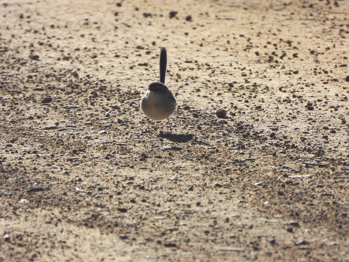 Superb Fairywren - ML639142394