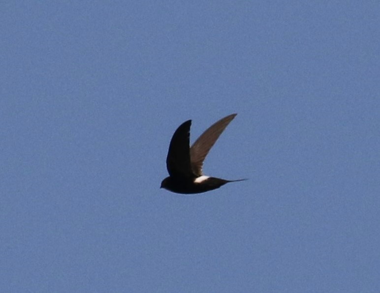 White-rumped Swift - ML639142401