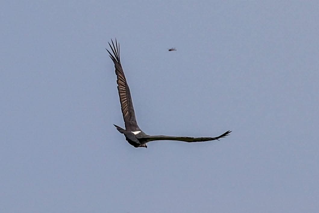 White-rumped Vulture - ML639142449