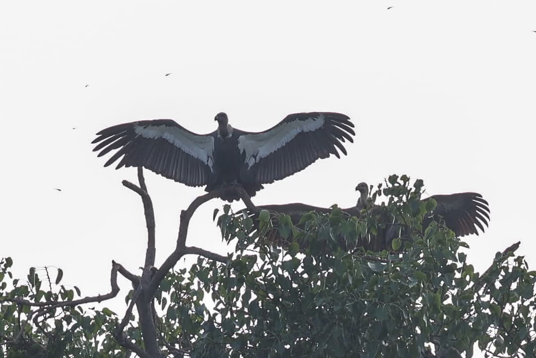 White-rumped Vulture - ML639142450
