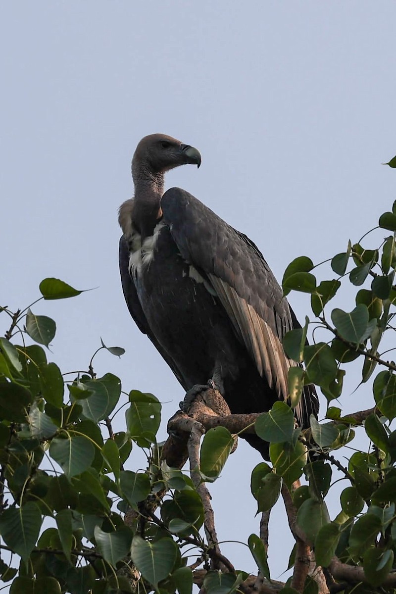 White-rumped Vulture - ML639142451