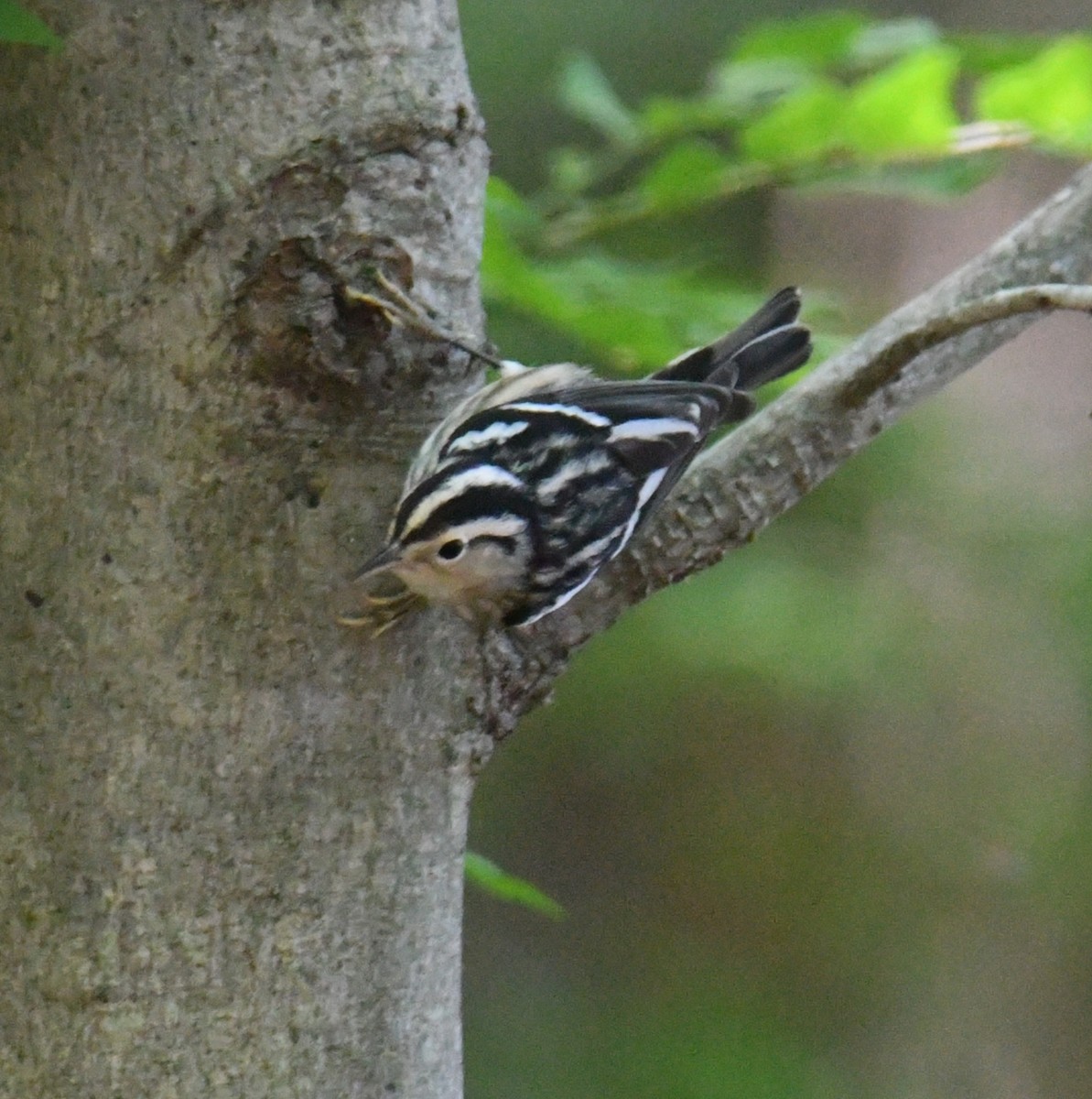 Black-and-white Warbler - Ed Bailey