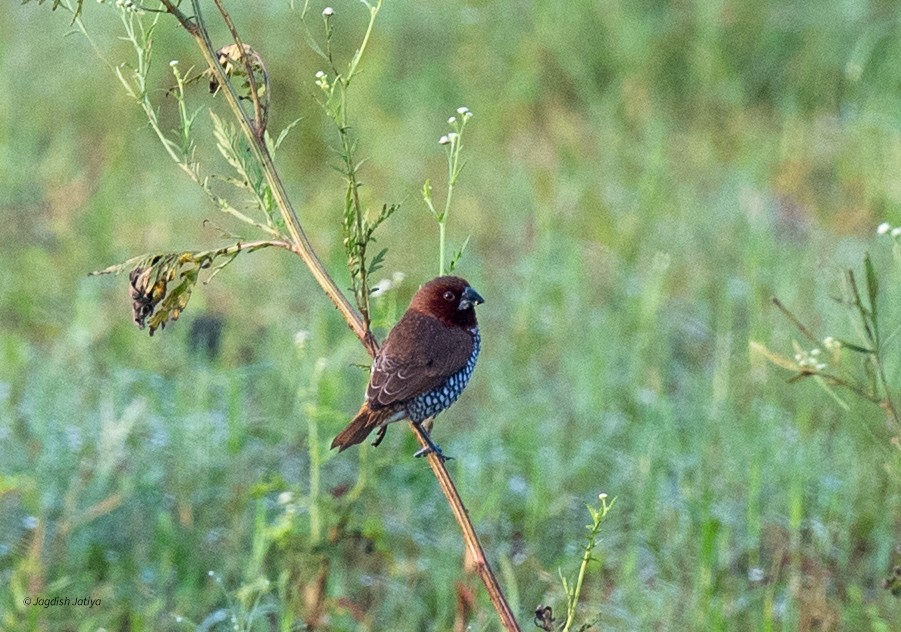 Red Avadavat - ML639142555