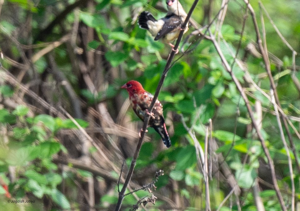 Red Avadavat - ML639142678
