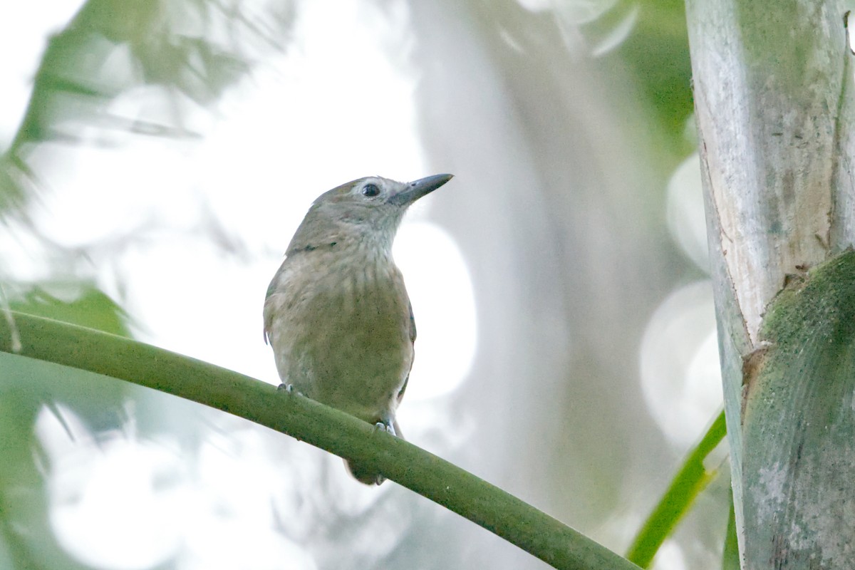 Arafura Shrikethrush - ML639142687