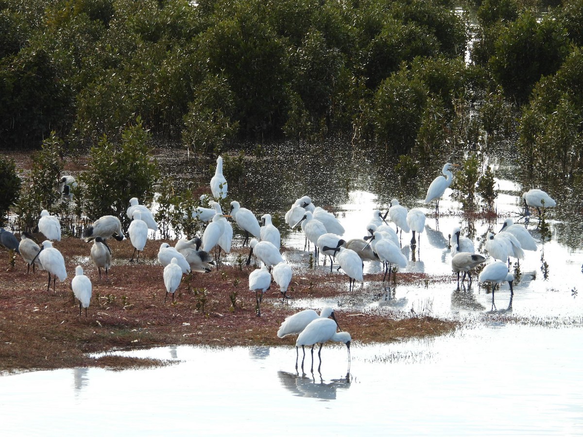 Royal Spoonbill - ML639142715