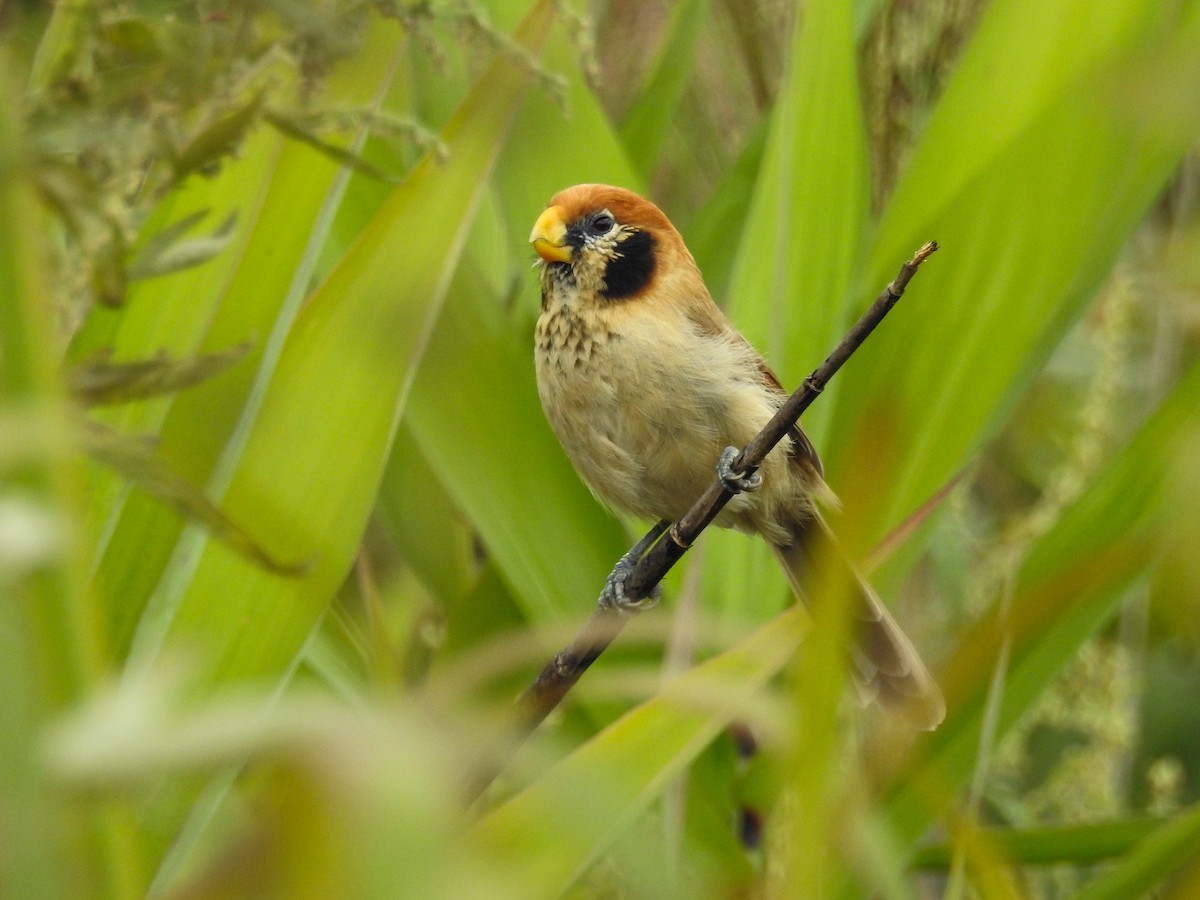 Spot-breasted Parrotbill - ML639142738