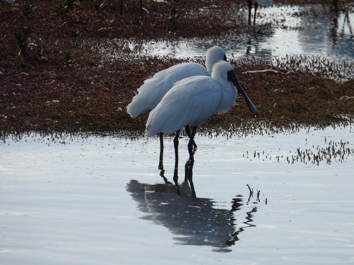 Royal Spoonbill - ML639142739