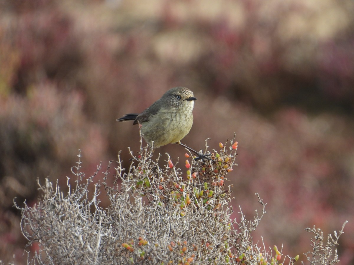 Slender-billed Thornbill - ML639142770
