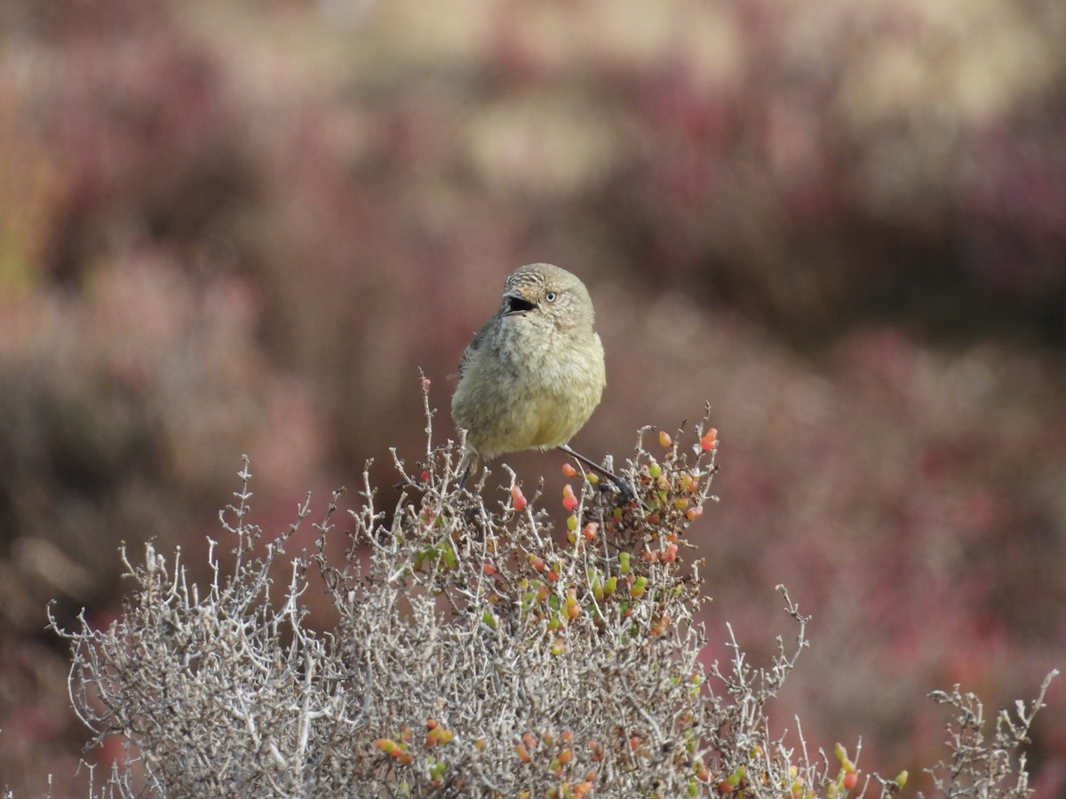 Slender-billed Thornbill - ML639142776