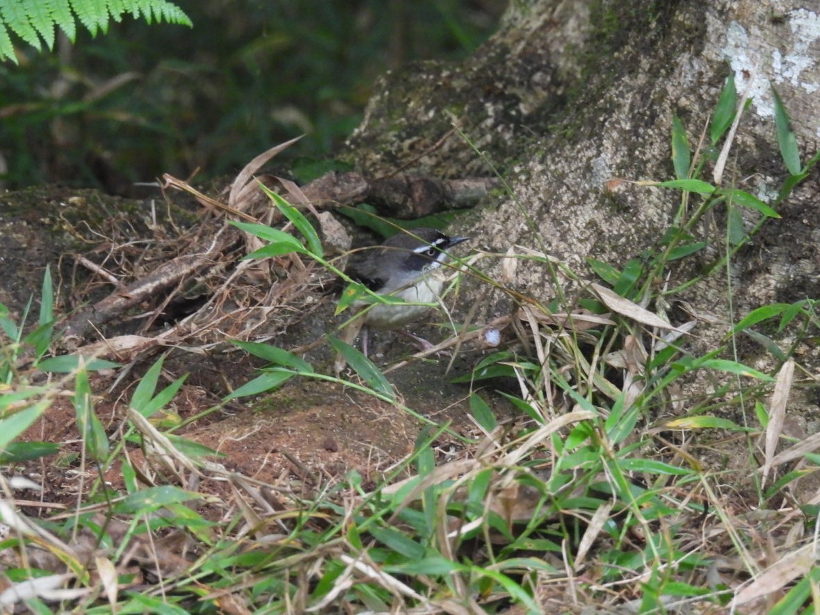White-browed Scrubwren (Buff-breasted) - ML639142811
