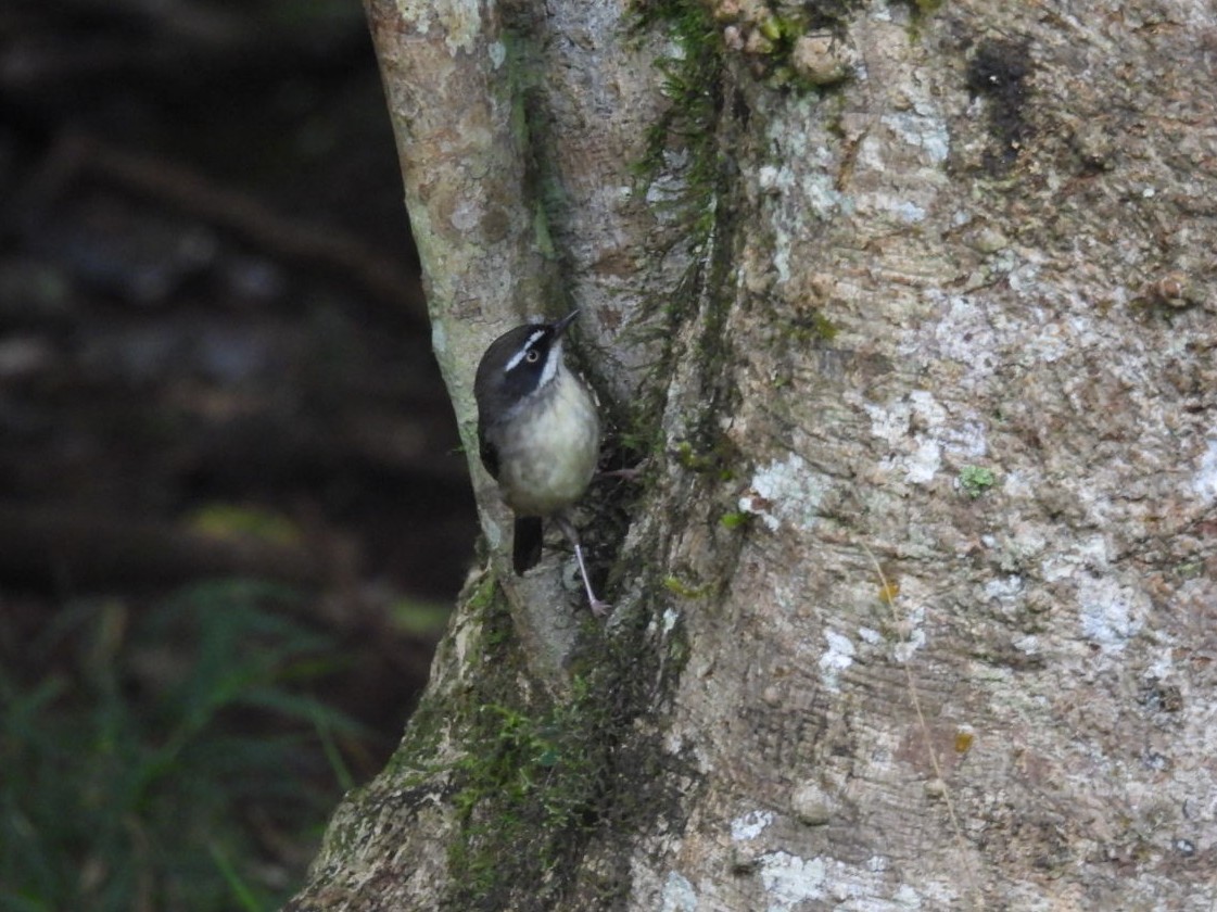 White-browed Scrubwren (Buff-breasted) - ML639142817
