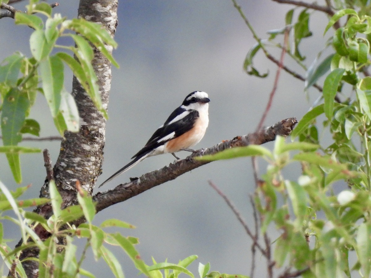 Masked Shrike - ML639142843