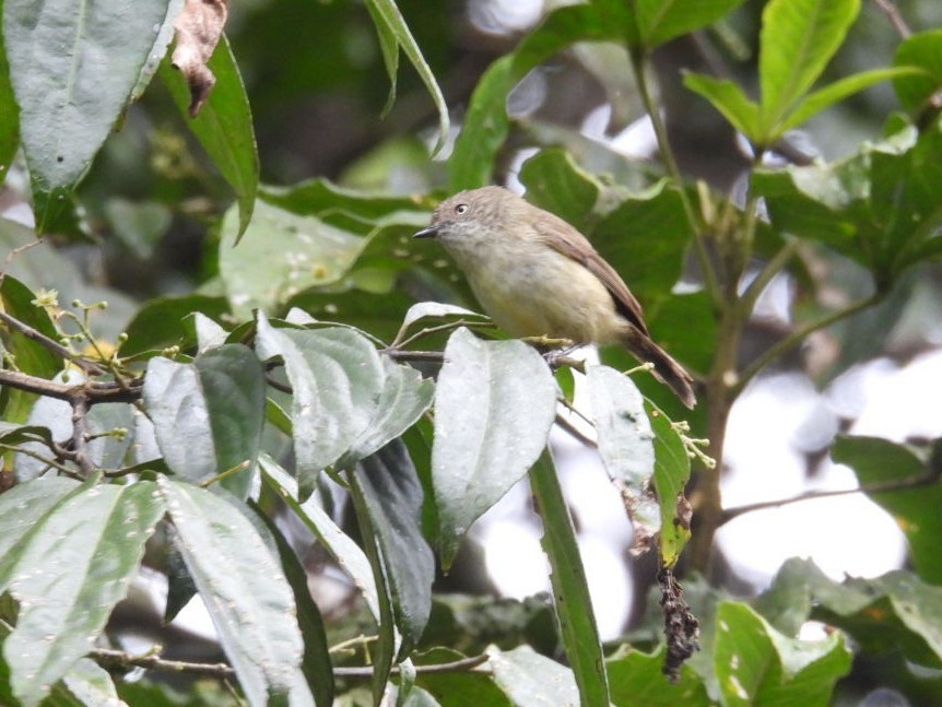 Mountain Thornbill - ML639142859
