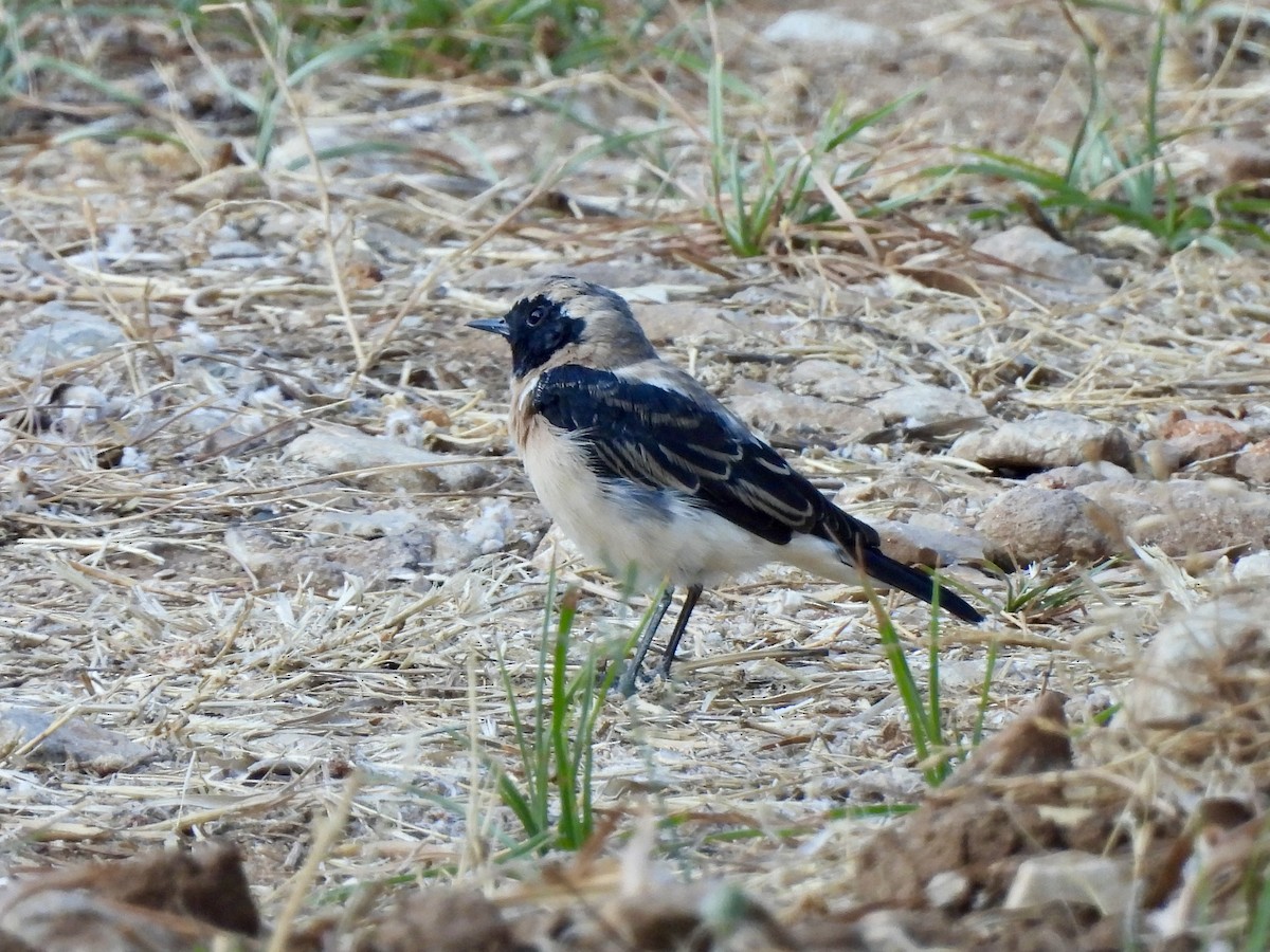 Eastern Black-eared Wheatear - ML639142860