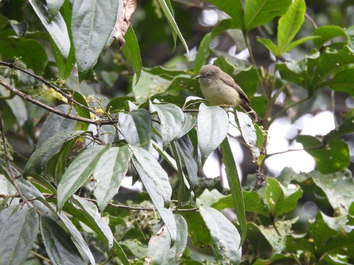 Mountain Thornbill - ML639142862