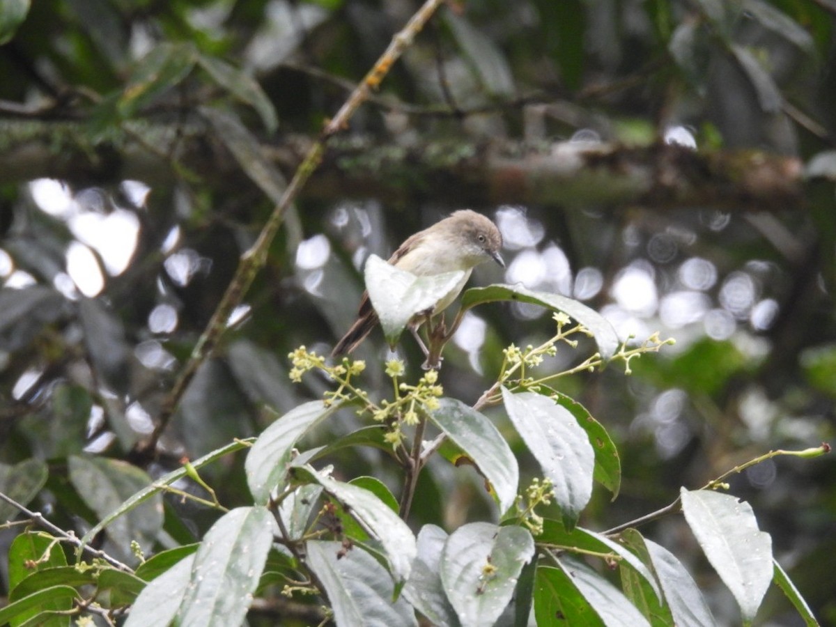 Mountain Thornbill - ML639142863
