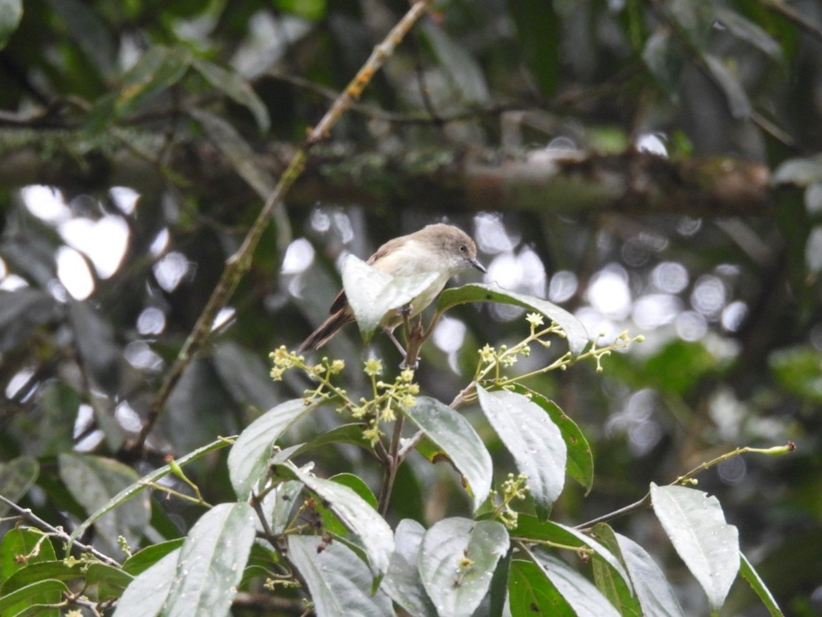 Mountain Thornbill - ML639142865
