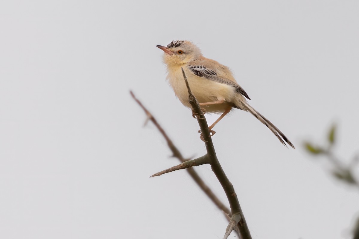 Cricket Longtail - ML639142899