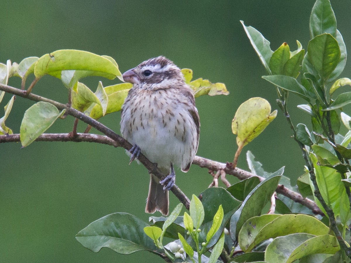 Rose-breasted Grosbeak - ML639143066
