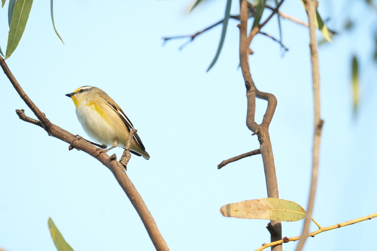 Striated Pardalote - ML639143069