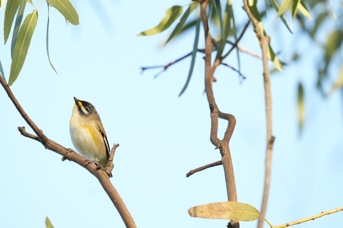 Striated Pardalote - ML639143071