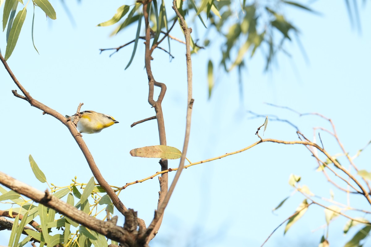 Striated Pardalote - ML639143072
