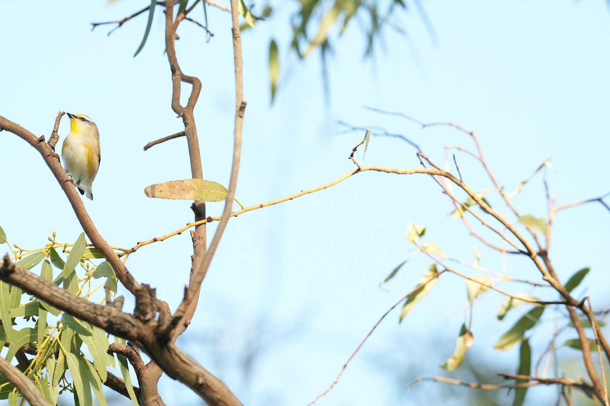 Striated Pardalote - ML639143073