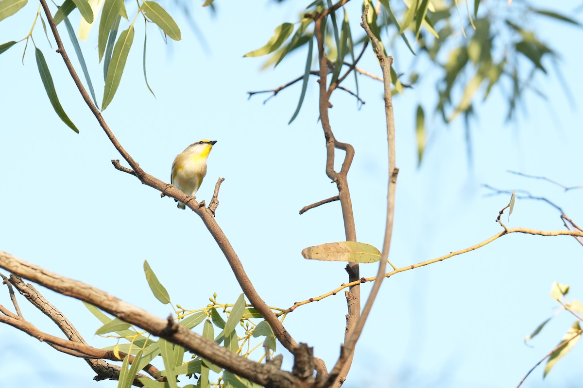 Striated Pardalote - ML639143074