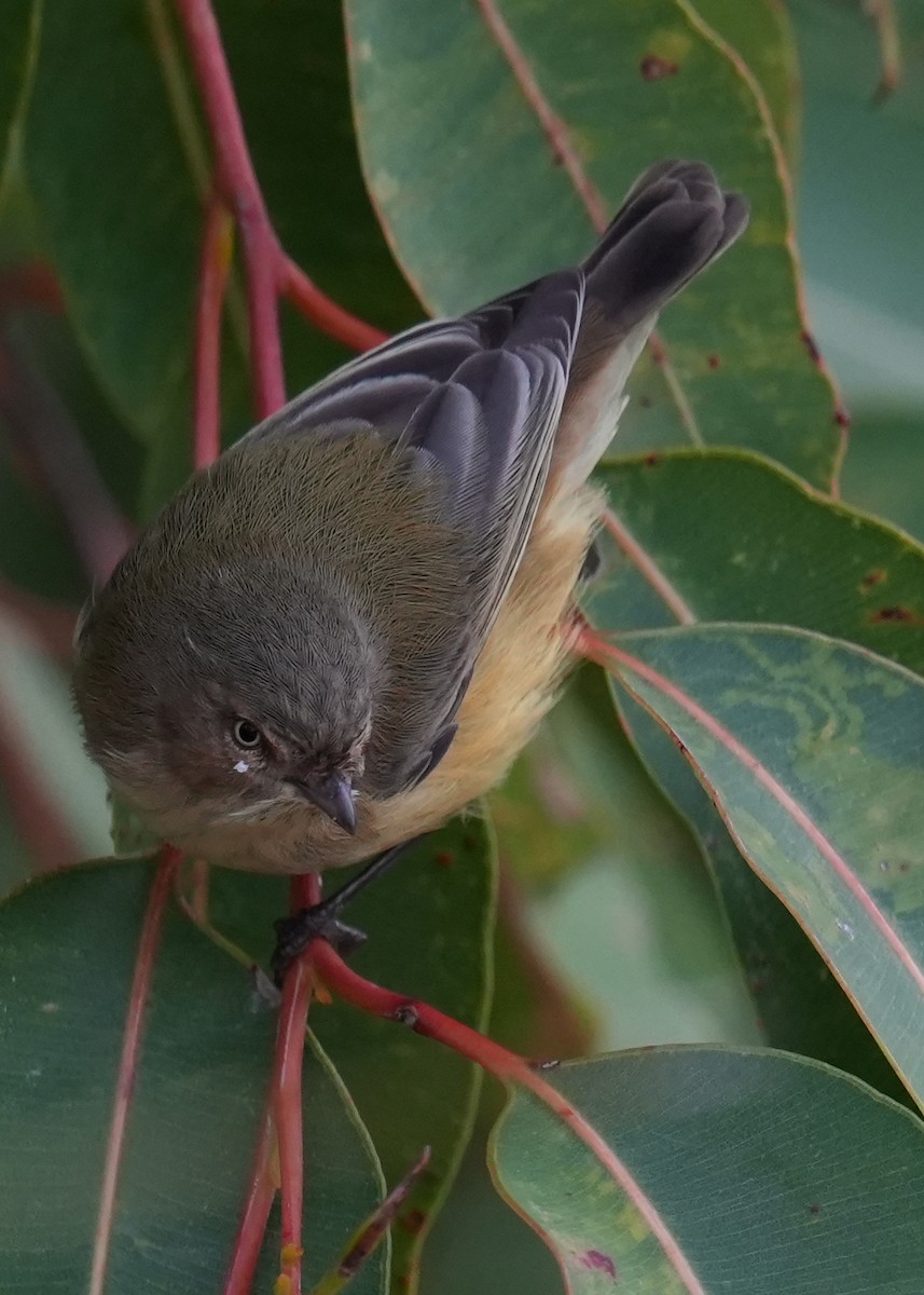 Weebill - ML639143075