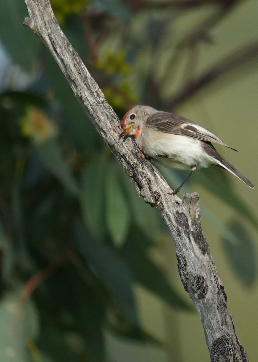 Red-capped Robin - ML639143093