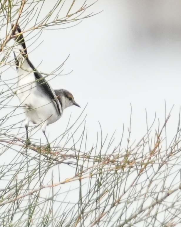 White-winged Triller - ML639143131