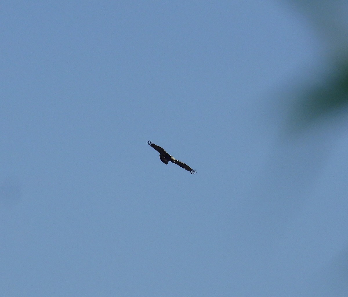 Spanish Eagle - ML639143189